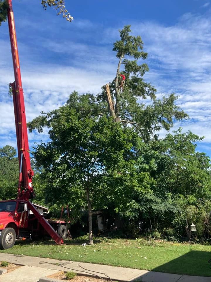 Dead tree extraction near power lines handled by Woodpecker Tree Service's insured team